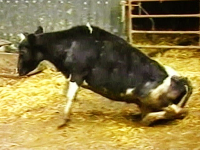 Mad Cow Disease: A Global Health Concern
