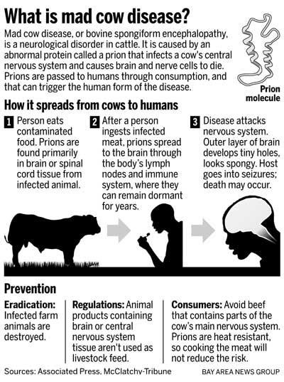 Mad Cow Disease: Causes and Risks