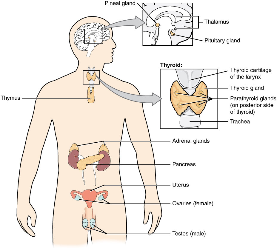 Managing Endocrine System Disorders with Medication