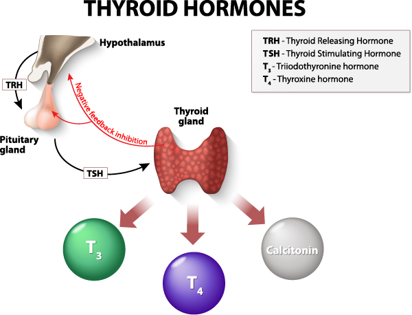 Managing Endocrine System Disorders with Medication