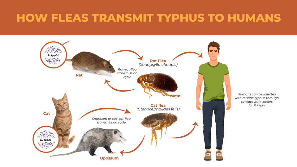 Mitigating the Spread of Louse-borne Typhus