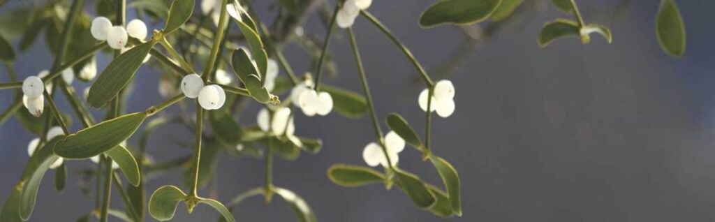 Natural Remedy For Epilepsy Natural Remedy For Epilepsy