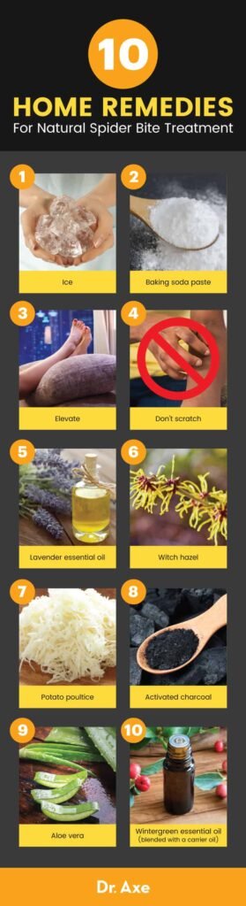 Natural Remedy For Spider Bites