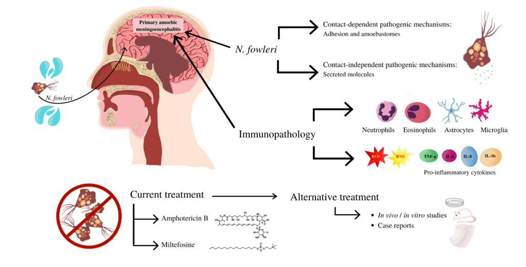 Nursing Considerations for Brain-Eating Amoeba