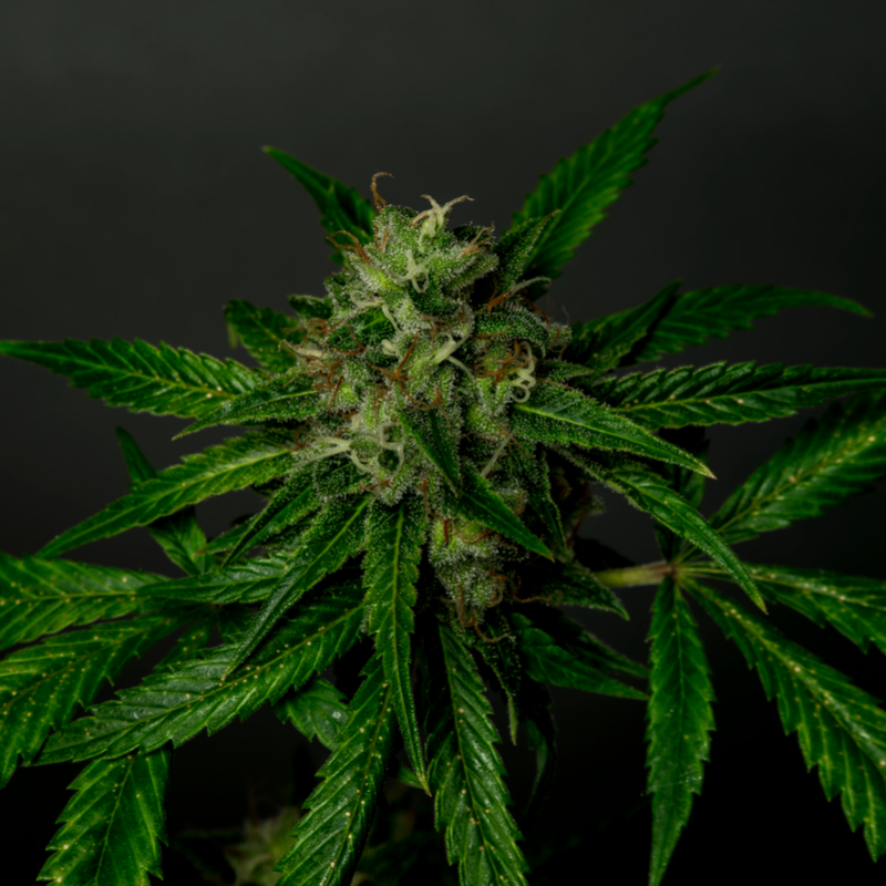Overcoming Marijuana Addiction