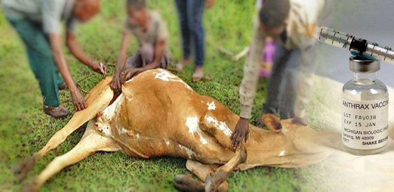 Preventing Anthrax: Importance of Vaccination