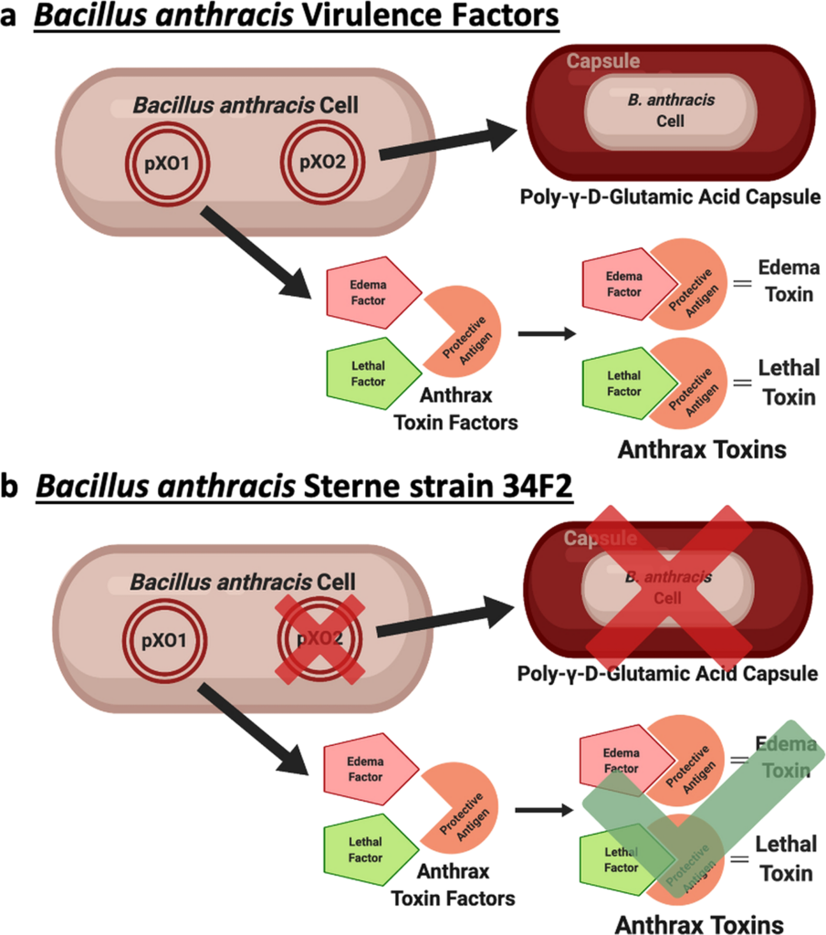 Preventing Anthrax: Importance of Vaccination
