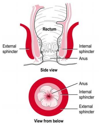 Preventing Bowel Incontinence: Maintaining Digestive Health