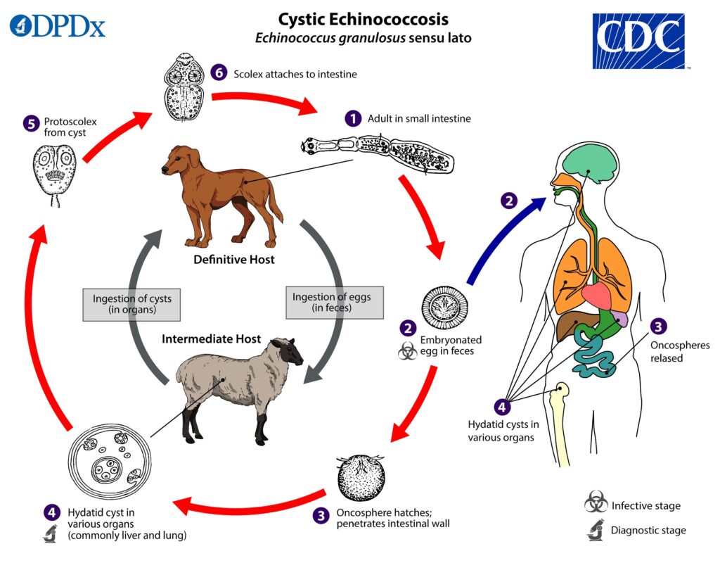 Preventing Echinococcosis: Key Measures and Strategies