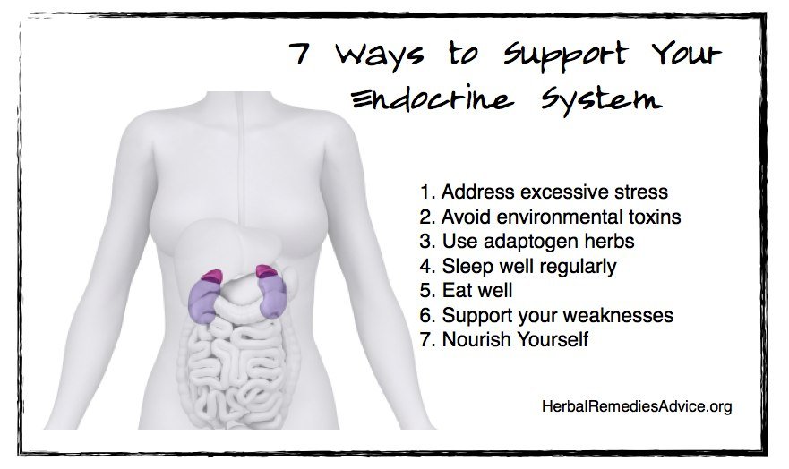 Preventing Endocrine System Disorders through Lifestyle Changes