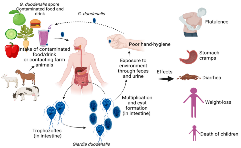 Preventing Giardiasis: Effective Measures and Strategies