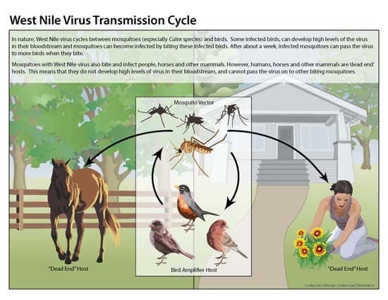 Preventing the Spread of West Nile Virus Preventing the Spread of West Nile Virus