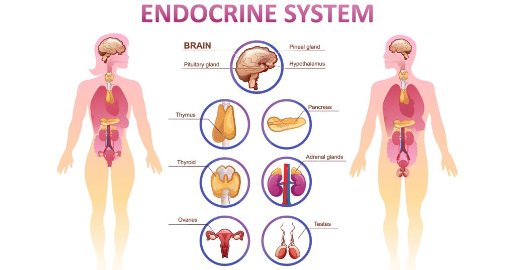Promoting Awareness and Education about Endocrine System Disorders