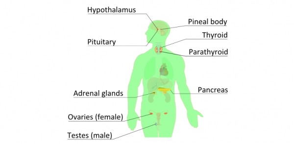 Promoting Awareness and Education about Endocrine System Disorders