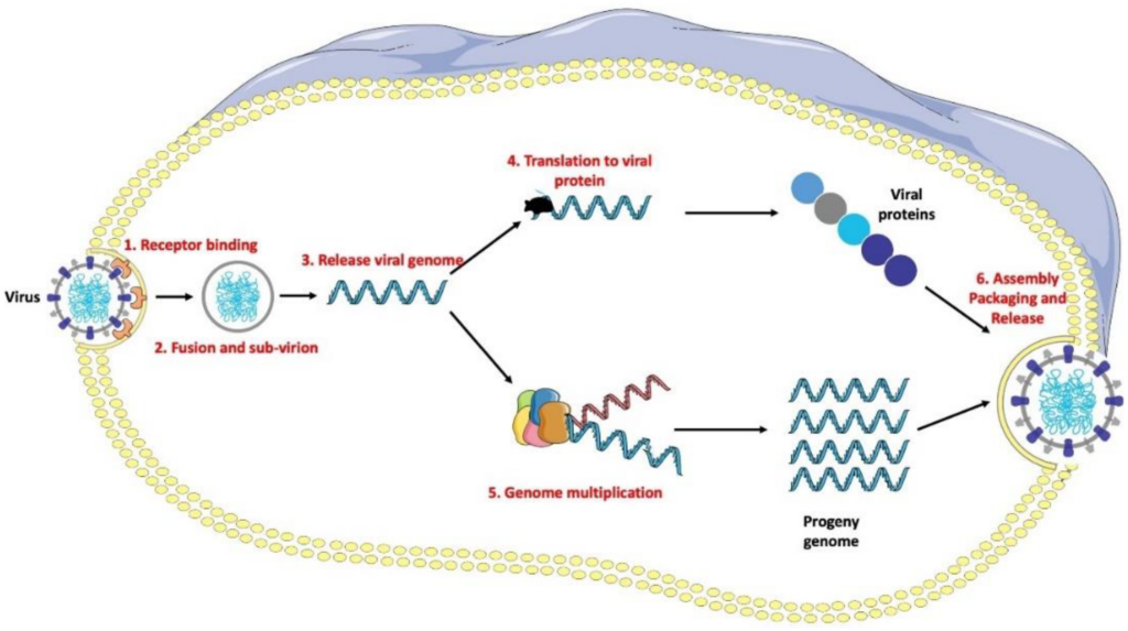Recent Advances in Antiviral Strategies Against Influenza Pandemics in Humans