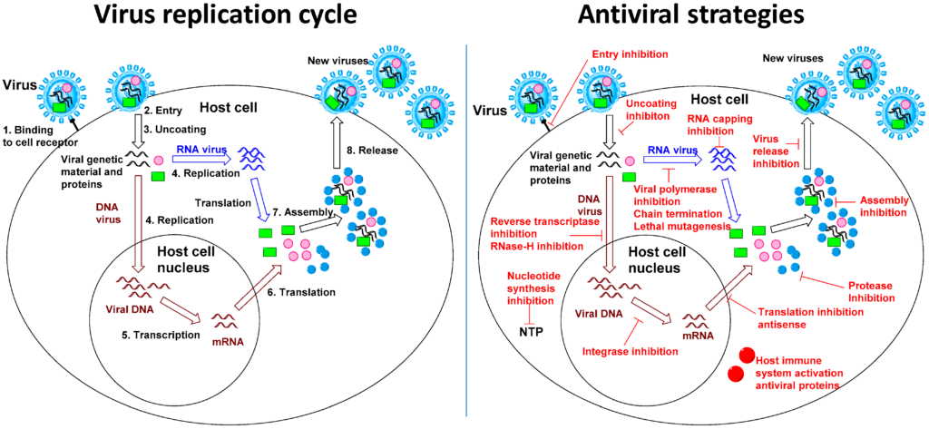 Recent Advances in Antiviral Strategies Against Influenza Pandemics in Humans