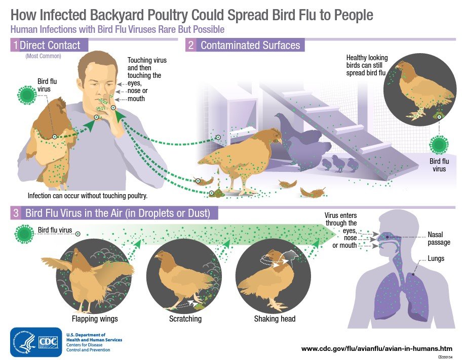 Risk Factors And Precautions For Avian Flu