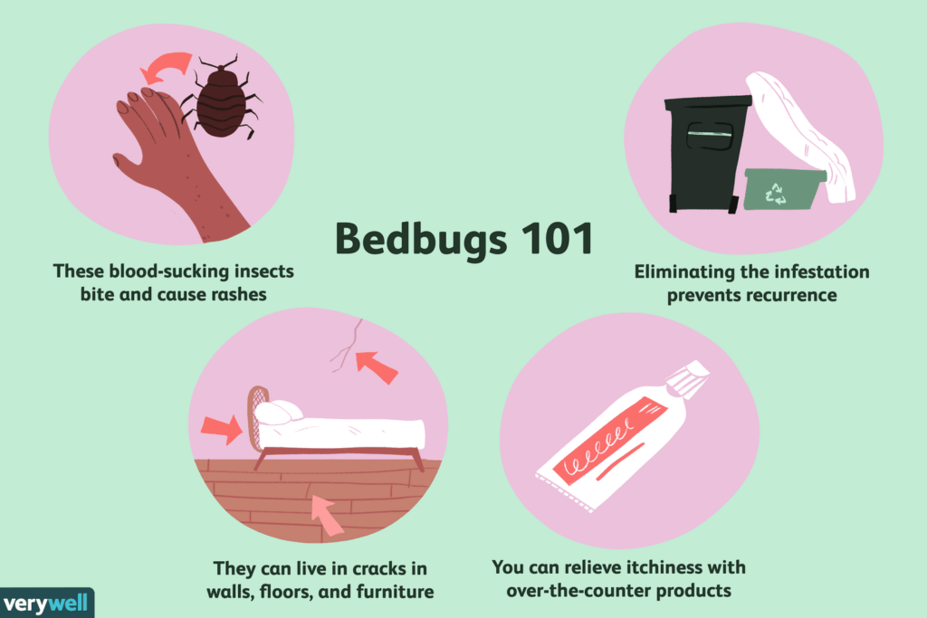 Risk Factors And Precautions For Bed Bugs Bite