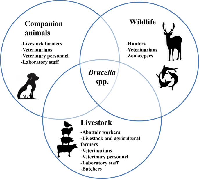 Risk Factors And Precautions For Brucellosis