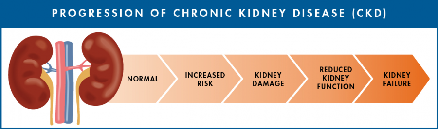 Risk Factors And Precautions For Chronic Kidney Disease