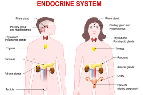 Risk Factors And Precautions For Endocrine System Disorders