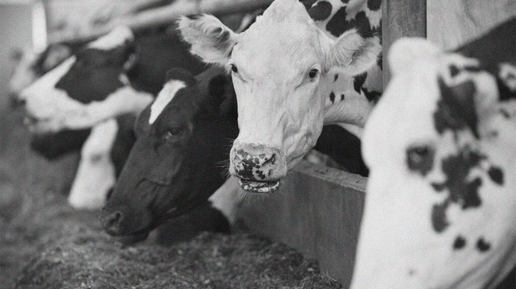 Risk Factors And Precautions For Mad Cow Disease