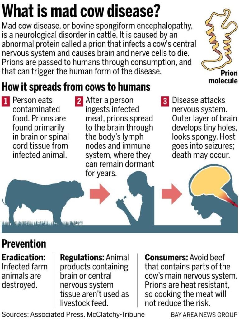 Risk Factors And Precautions For Mad Cow Disease