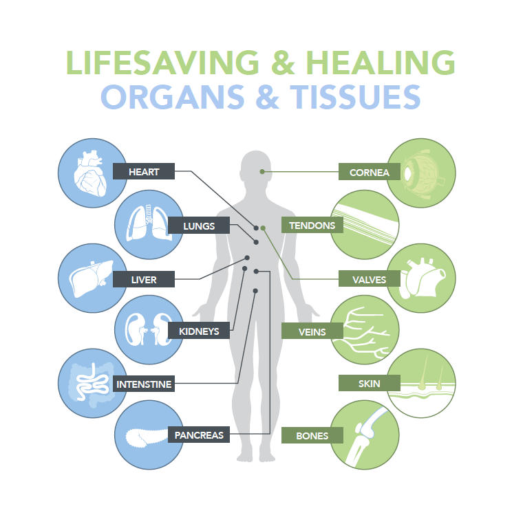 Risk Factors And Precautions For Organ Transplants