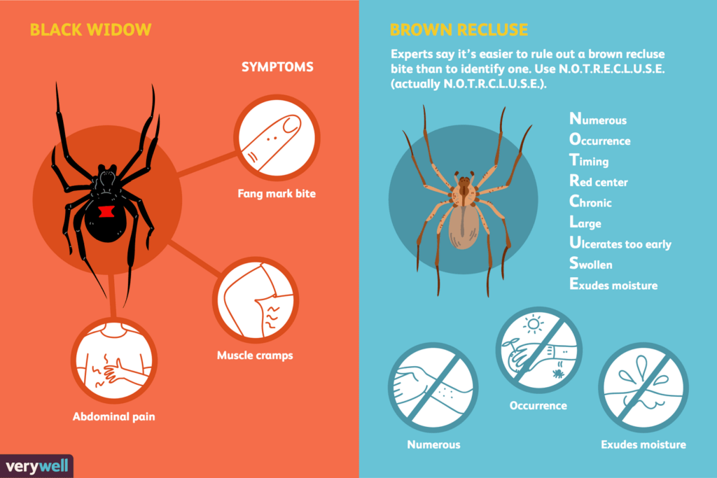 Risk Factors And Precautions For Spider Bites