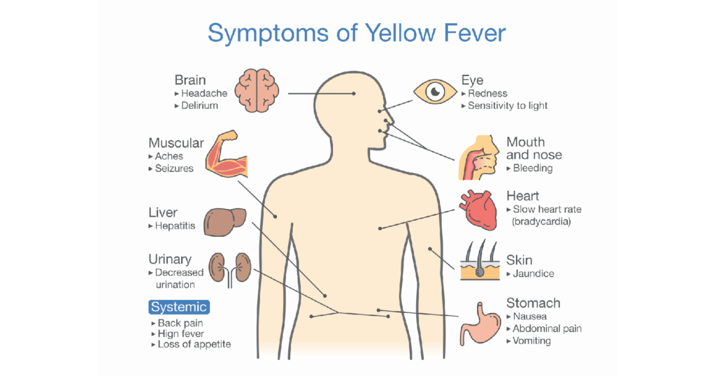 Risk Factors And Precautions For Yellow Fever