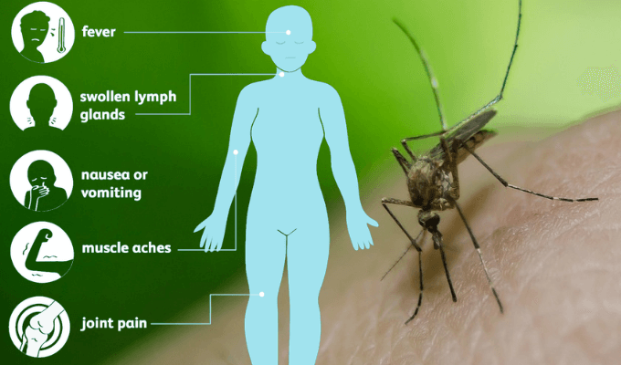 Symptoms and Treatment of West Nile Virus Infection