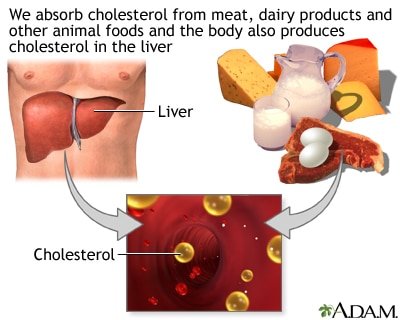 The Dangers of High LDL Cholesterol