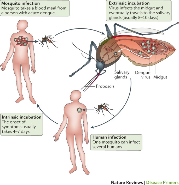 The Deadly Impact of Dengue Hemorrhagic Fever The Deadly Impact of Dengue Hemorrhagic Fever