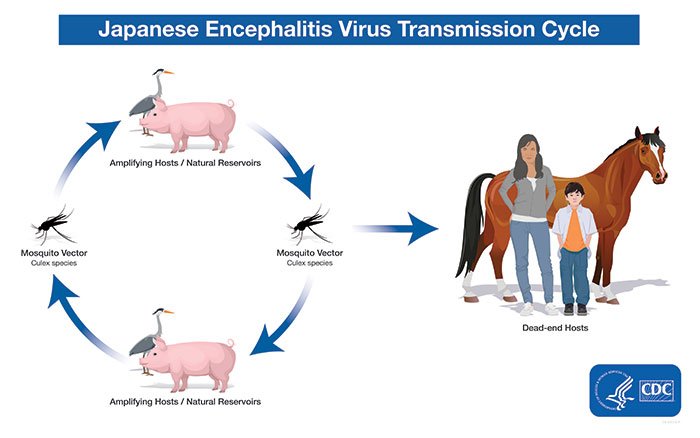 The Emergence and Spread of Japanese Encephalitis Virus