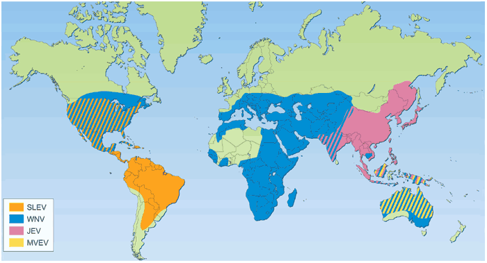 The Emergence and Spread of Japanese Encephalitis Virus