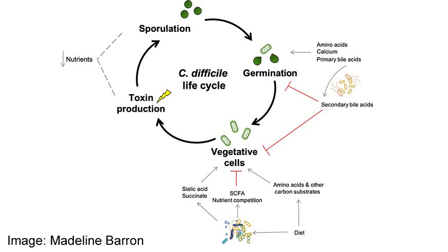 The Growing Threat of Clostridium Difficile