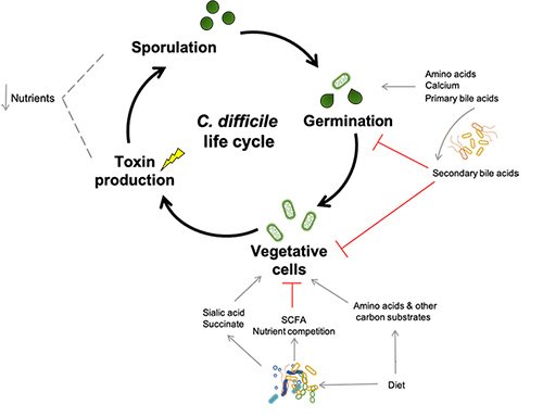 The Growing Threat of Clostridium Difficile
