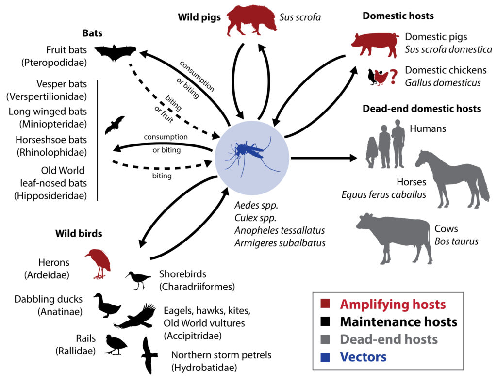 The Impact of Japanese Encephalitis Virus on Public Health