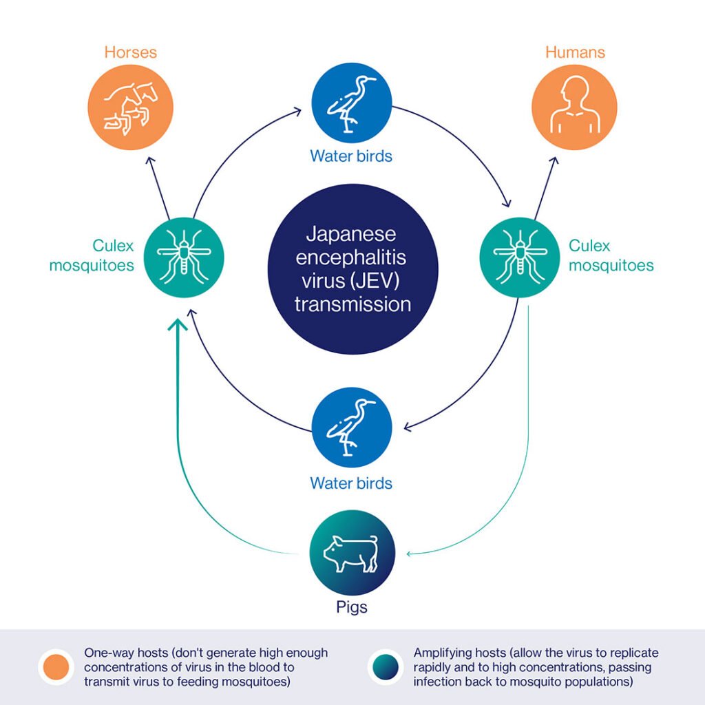 The Impact of Japanese Encephalitis Virus on Public Health