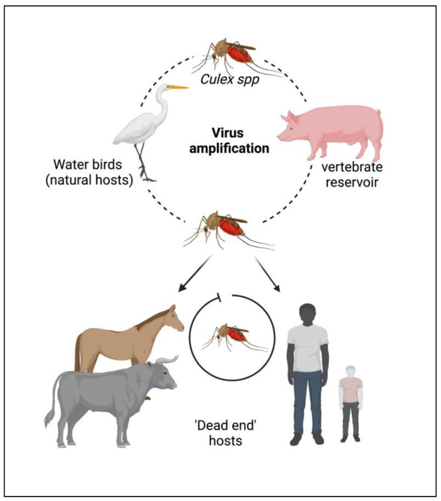 The Impact of Japanese Encephalitis Virus on Public Health