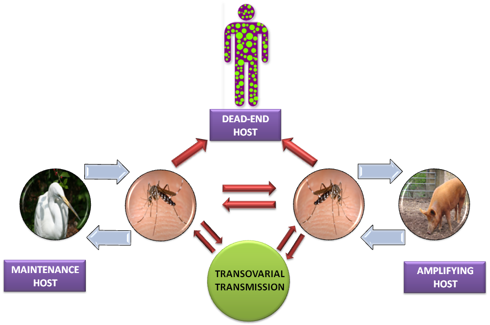 The Impact of Japanese Encephalitis Virus on Public Health