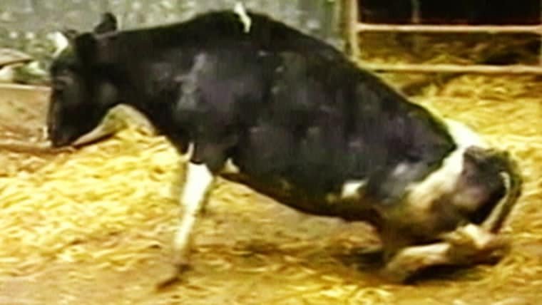 The Impact of Mad Cow Disease on the Food Industry