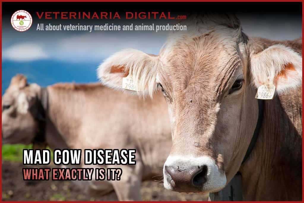 The Impact of Mad Cow Disease on the Food Industry