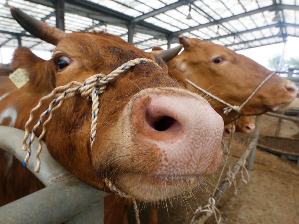 The Impact of Mad Cow Disease on the Food Industry