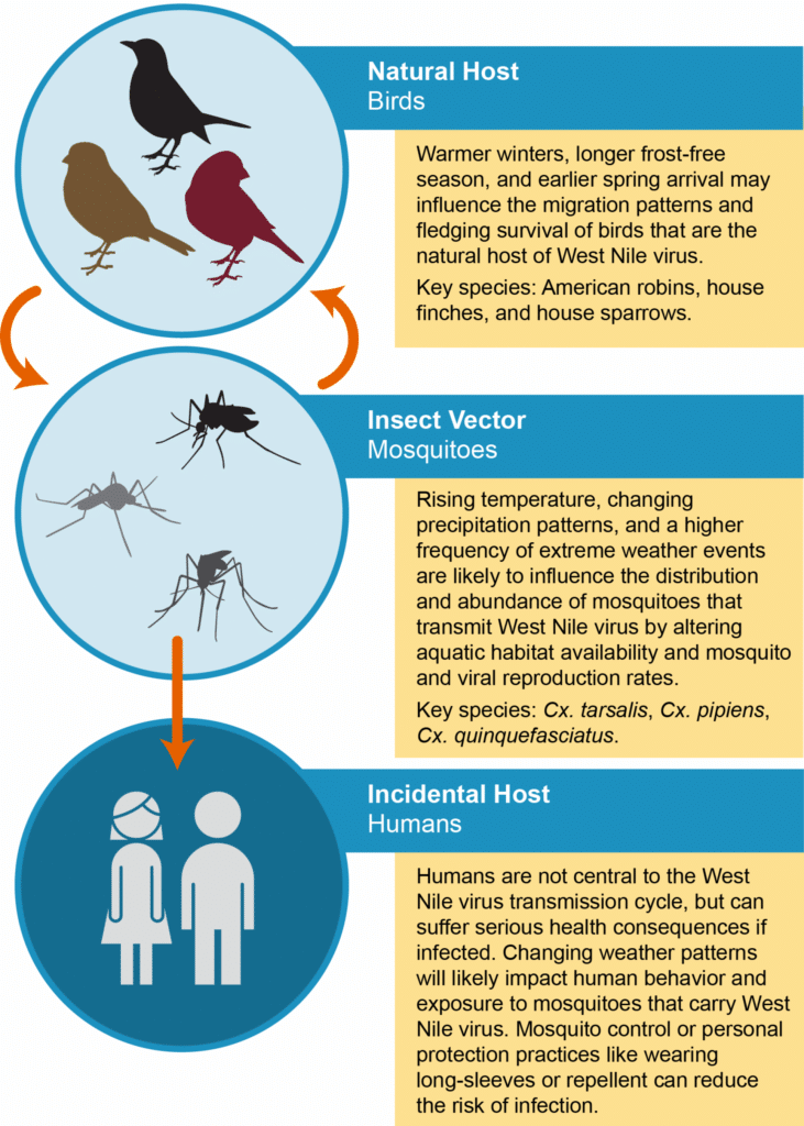 The Impact of Mosquito-borne Diseases