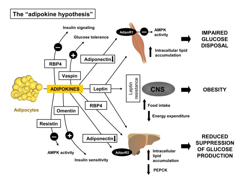 The Link Between Diabetes Mellitus and Obesity