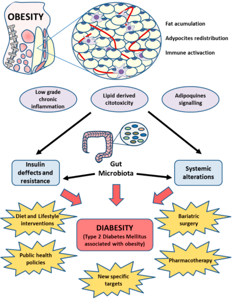 The Link Between Diabetes Mellitus and Obesity