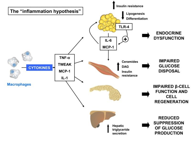 The Link Between Diabetes Mellitus and Obesity