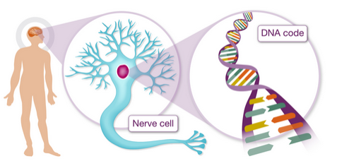 The Role of Genetics in Dementia
