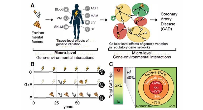 The Role of Genetics in Inherited Heart Conditions